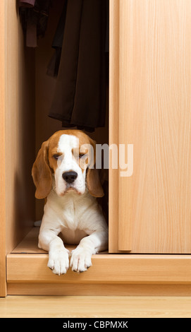 L'absence de chien a grimpé dans une armoire. Banque D'Images