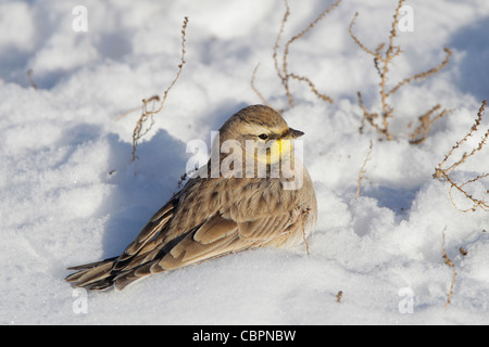 Alouette dans la neige Banque D'Images
