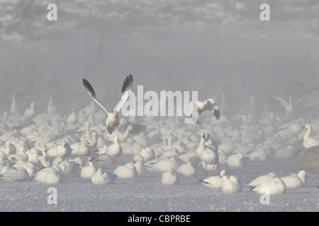 Deux des neiges décolle dans le brouillard à l'avant de se percher sur la glace des neiges Banque D'Images