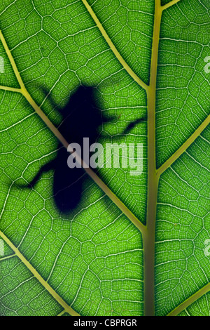 Rester sur Bug leaf Banque D'Images