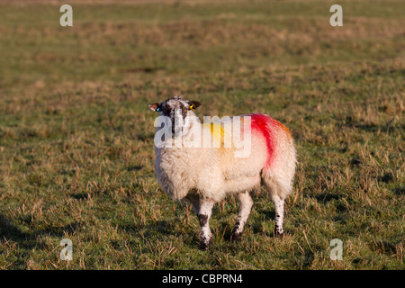 Pierre Meulière Derbyshire brebis, ocre ou Reddle ram couverts & monté, teints Hill moutons, creux, ou forêt de Bowland, Lancashire, England, UK Banque D'Images