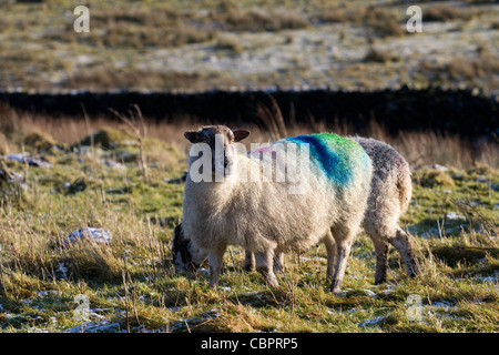 Pierre Meulière Derbyshire brebis, ocre ou Reddle ram couverts & monté, teints fleece sur Hill moutons, auge ou forêt de Bowland, Lancashire, England, UK Banque D'Images