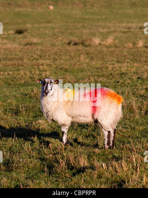 Pierre Meulière Derbyshire brebis, ocre ou Reddle ram couverts & monté, teints Hill moutons, creux, ou forêt de Bowland, Lancashire, England, UK Banque D'Images