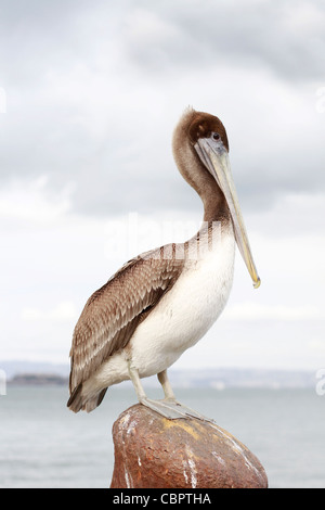 Un grand pelican sur un rocher Banque D'Images