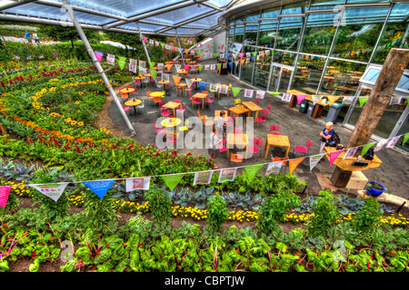 Eden Project Cornwall Biodome Bio Nature sphrere Palm tree Banque D'Images