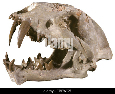 Dent de sabre, Dinictus squalidens crâne de chat, Oligocène, le Dakota du Sud Banque D'Images