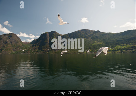 Vol de mouettes dans Fojrdane Nærøyfjord, Sogn og, la Norvège. Banque D'Images