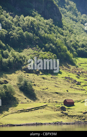 Animaux de ferme et dans le fjord Nærøyfjord, Sogn og Fjordane, en Norvège. Banque D'Images