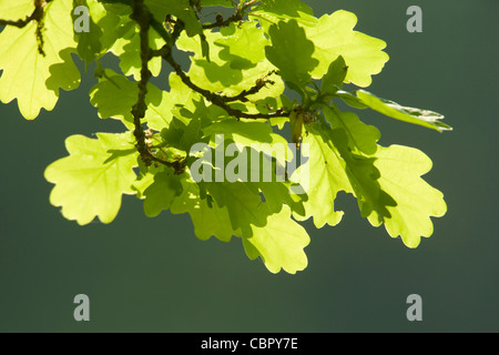 Chêne Pédonculé Quercus robur pédonculé ou avec la lumière du soleil filtrant à travers les feuilles. Banque D'Images