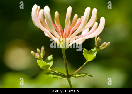 Lonicera periclymenum chèvrefeuille, fleurs Banque D'Images