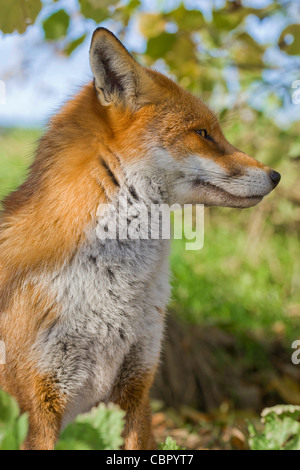 British ou renard roux européen [Vulpes vulpes crucigera], portrait de profil Banque D'Images