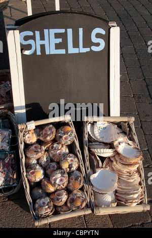 Les coquillages sur la vente à un décrochage en bord de mer sur le front de mer de Brighton, East Sussex, UK. Banque D'Images