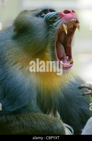 Mandrill mâle agressif (Papio sphinx) montrant ses dents. Banque D'Images