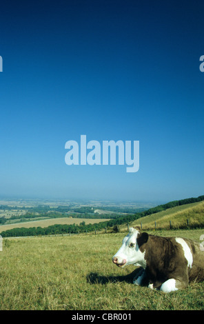 Une vache mâche le cud sur un après-midi d'été, le parc national des South Downs près de firle, East Sussex, Angleterre. Banque D'Images