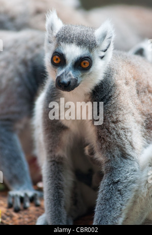 Les lémuriens à queue anneau (Lemur catta). Banque D'Images
