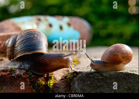 Deux escargots sur un mur de jardin. Déménagement sur la tête à pleine vitesse l'un vers l'autre, vont-ils éviter la collision ? Banque D'Images