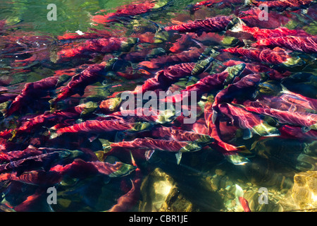 Adams River Salmon Run à Kamloops, C.-B., Canada, 2010 Banque D'Images