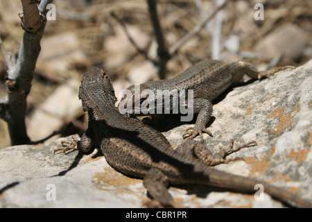 Clôture de l'ouest (lézards Sceloporus occidentalis) se battre avec un mordant l'autre Banque D'Images