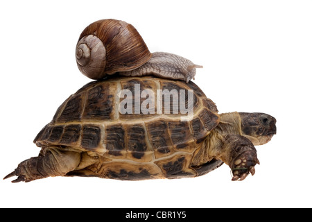 Petit escargot à cheval sur une grosse tortue isolated on white Banque D'Images