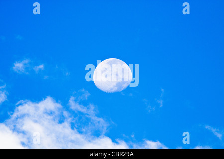 Vue tôt le matin de la Lune à l'horizon, dans un ranch du sud du Texas en octobre. Banque D'Images