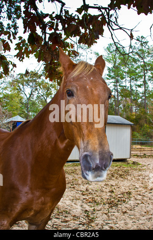Pocket, un Tennessee Walking Horse. Banque D'Images