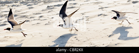 Panorama de mouette en vol sur la plage Banque D'Images