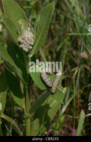 Les chenilles de papillon Monarque Danaus plexippus se nourrissant de l'Asclépiade commune (Asclepias syriaca E USA Banque D'Images