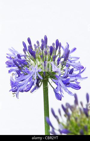 Agapanthus africanus sur fond blanc Banque D'Images