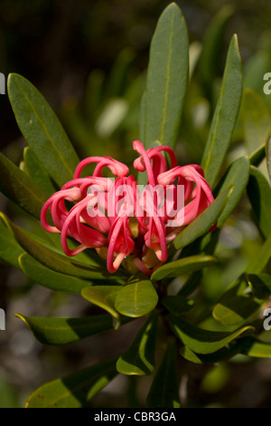 Telopea truncata - le wildflower Waratah de Tasmanie Banque D'Images