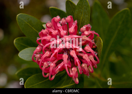 Fleurs rouge Telopea truncata illuminer l'Overland Track Banque D'Images