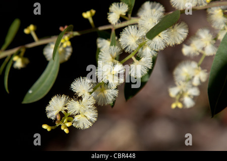 Un brin de crème - blanc fleurs et feuilles d'acacia melanoxylon Banque D'Images