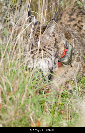 Wild Lynx ibérique marcher dans les hautes herbes,un GPS tracking collet est attaché à son cou. Banque D'Images