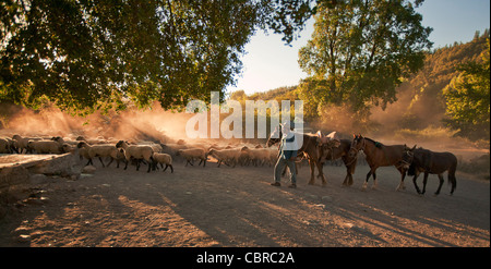 Huaso troupeaux de moutons au coucher du soleil dans le Tumunan Valley, près de San Fernando, Chili. Banque D'Images