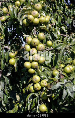 PYRUS CANESCENS. Poire de neige. Poirier. Banque D'Images