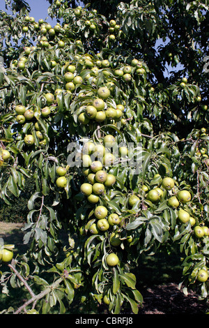 PYRUS CANESCENS. Poire de neige. Poirier. Banque D'Images