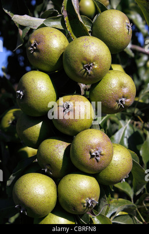 PYRUS CANESCENS. Poire de neige. Poirier. Banque D'Images