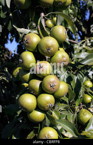 PYRUS CANESCENS. Poire de neige. Poirier. Banque D'Images