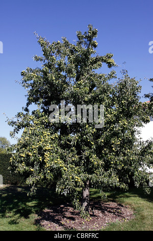 PYRUS CANESCENS. Poire de neige. Poirier. Banque D'Images