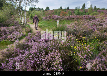 Walker marche le long chemin parmi les fleurs de bruyère pourpre dans la lande à Le Parc national Hoge Kempen, Belgique Banque D'Images