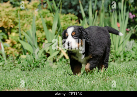 Bernese Mountain Dog puppy portrait in garden Banque D'Images