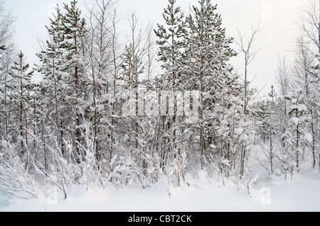 Paysage de neige dans la forêt. La Carélie du Nord en hiver. La Russie Banque D'Images