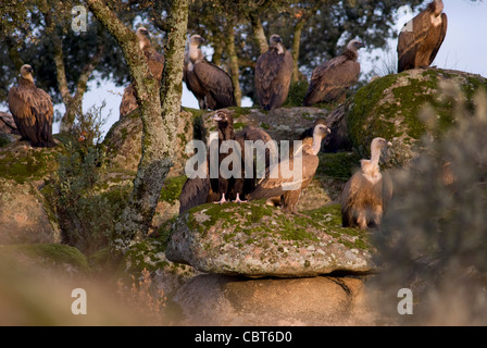 Vautours fauves et un seul vautour noir reposant sur des blocs de granit recouvert de mousse avec le chêne arbres poussant dans les lacunes Banque D'Images