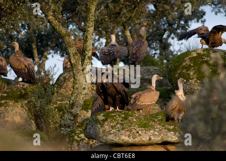 Vautours fauves et un seul vautour noir reposant sur des blocs de granit recouvert de mousse avec le chêne arbres poussant dans les lacunes Banque D'Images