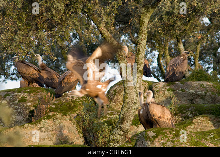 Vautours se reposant sur les rochers de granit recouvert de mousse avec le chêne arbres poussant dans les lacunes Banque D'Images