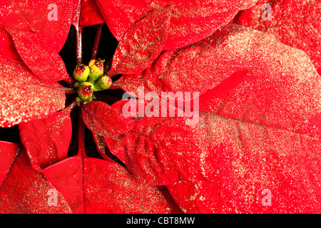 Poinsettia pour décoration de Noël Banque D'Images