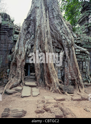 Arbre généalogique Jungle couvrant les pierres du temple de Ta Prohm à Angkor Wat (Siem Reap, Cambodge) Banque D'Images