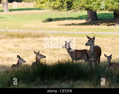 Un troupeau de red deer resting in Richmond Park, Surrey, UK Banque D'Images