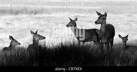 Un troupeau de red deer resting in Richmond Park, Surrey, UK Banque D'Images