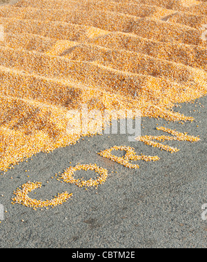 Le séchage au soleil des grains de maïs / Maïs en Inde sur une route avec la parole écrite de maïs. L'Andhra Pradesh, Inde Banque D'Images