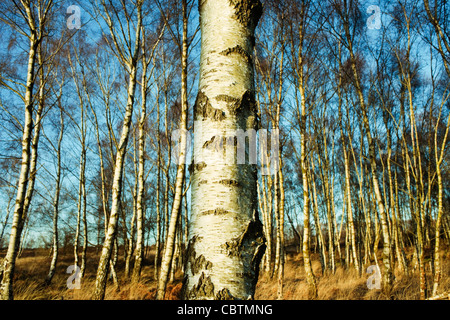 Les bouleaux d'argent dans les bois sur Iping commun, West Sussex, Angleterre sur une belle journée ensoleillée avec détail de l'écorce de premier plan Banque D'Images